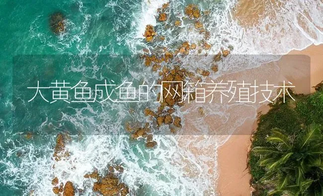 大黄鱼成鱼的网箱养殖技术 | 海水养殖