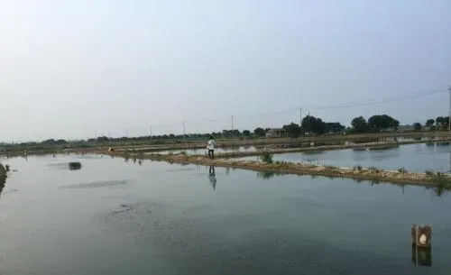 水草代谢旺盛导致青虾河蟹塘水质浑浊水草活力不行怎么办？