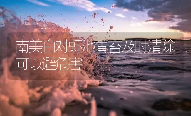 南美白对虾池青苔及时清除可以避危害 | 海水养殖