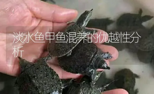 淡水鱼甲鱼混养的优越性分析 | 淡水养殖