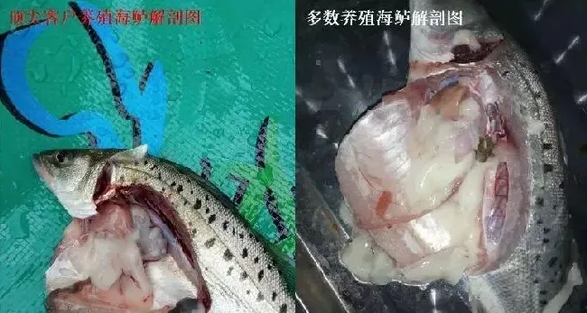 海鲈“游水”高发期，详解不同类型“游水”的特点