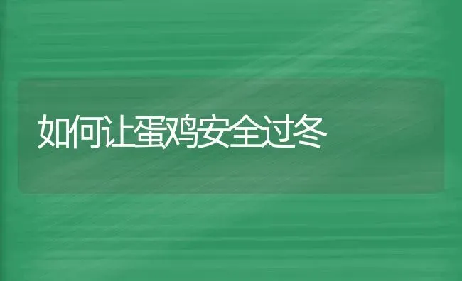 如何让蛋鸡安全过冬 | 家禽养殖