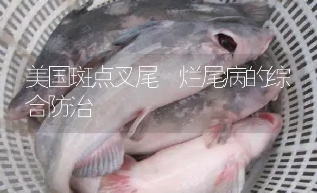 美国斑点叉尾鮰烂尾病的综合防治 | 淡水养殖