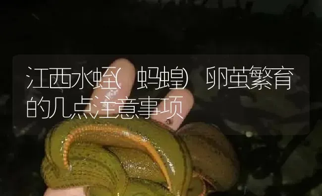 江西水蛭(蚂蝗)卵茧繁育的几点注意事项 | 特种养殖