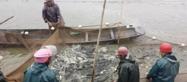 粤海草鱼养殖高手访谈录：做好基本功 用心管好塘