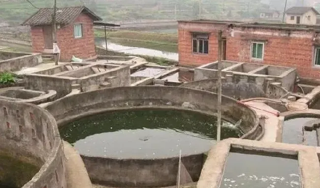 鳜鱼孵化、水花培育操作流程，关键要点都在这了