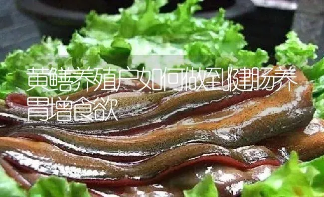 黄鳝养殖户如何做到健肠养胃增食欲 | 淡水养殖