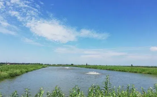 鱼价低迷，养殖户这样做可以降低成本