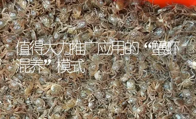 值得大力推广应用的“蟹虾混养”模式 | 淡水养殖