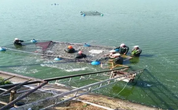 江苏东台鲫鱼养殖户王华喜获丰收：14天增重0.13斤