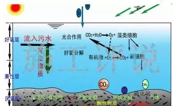 详说养殖水体中亚硝酸盐、氨氮升高的原因和应对方法