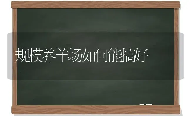 规模养羊场如何能搞好 | 家畜养殖
