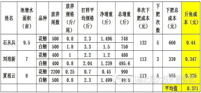 湖北仙桃市通海口地区花白鲢生长效果展示