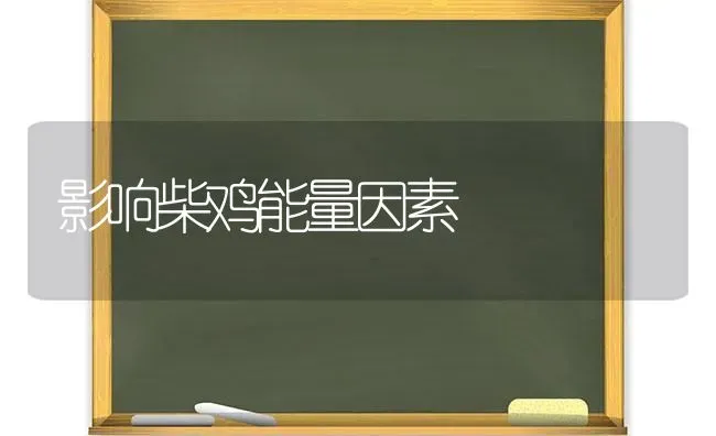 影响柴鸡能量因素 | 家禽养殖