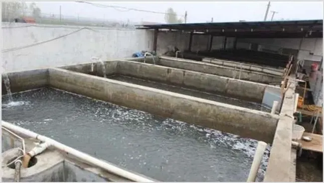 泥鳅池塘养殖怎么搭建？怎么搭建养泥鳅池 | 动物养殖技术