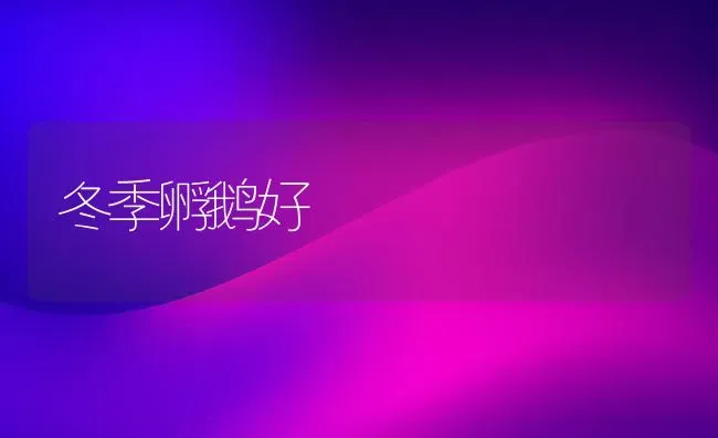 冬季孵鹅好 | 家禽养殖