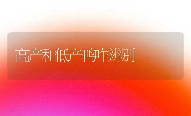高产和低产鸭咋辨别 | 家禽养殖