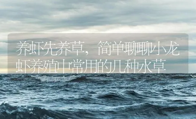 养虾先养草，简单聊聊小龙虾养殖中常用的几种水草 | 海水养殖