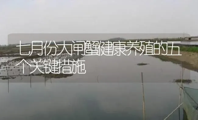 七月份大闸蟹健康养殖的五个关键措施 | 淡水养殖
