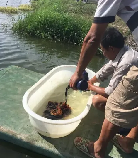 养殖塘口的小龙虾苗价格太高，是否可以选择投野生虾苗