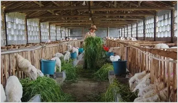 羔羊开食及育肥技术讲解 | 农业养殖技术