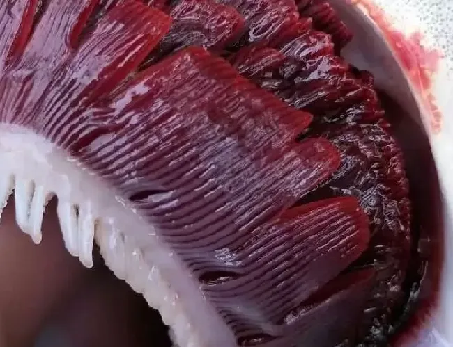 谨防孢子虫的危害！如何迅速识别孢子虫并杀灭？