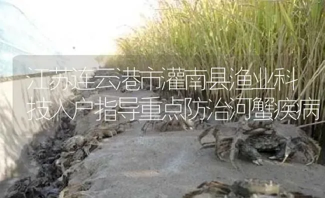 江苏连云港市灌南县渔业科技入户指导重点防治河蟹疾病 | 淡水养殖