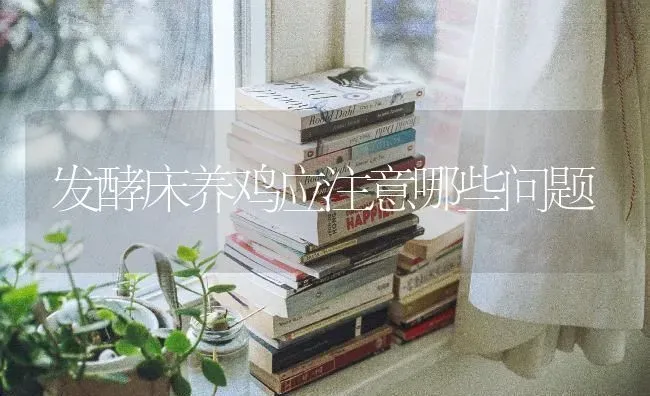 发酵床养鸡应注意哪些问题 | 家禽养殖