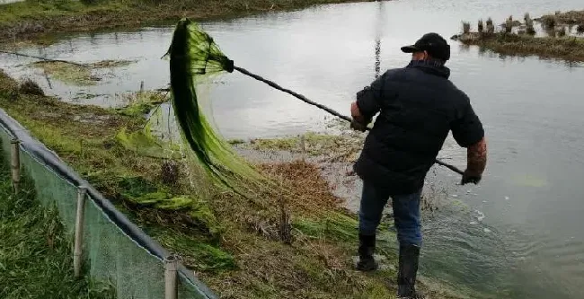 3月-4月中旬虾稻田怎么管理？