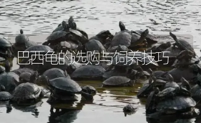 巴西龟的选购与饲养技巧 | 淡水养殖