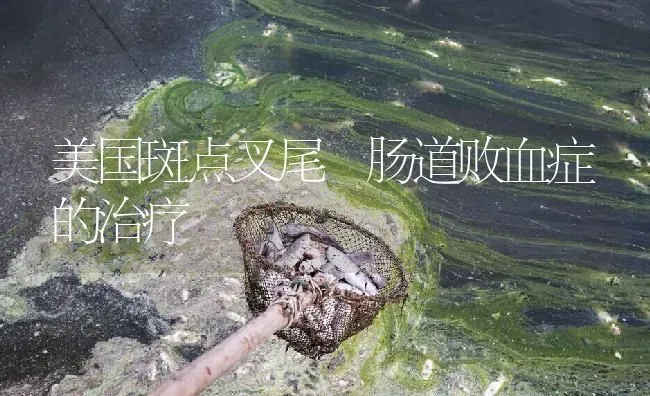 美国斑点叉尾鮰肠道败血症的治疗 | 淡水养殖