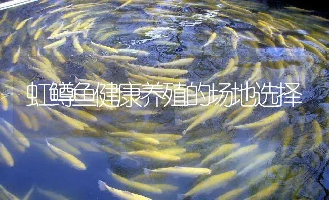 虹鳟鱼健康养殖的场地选择 | 淡水养殖