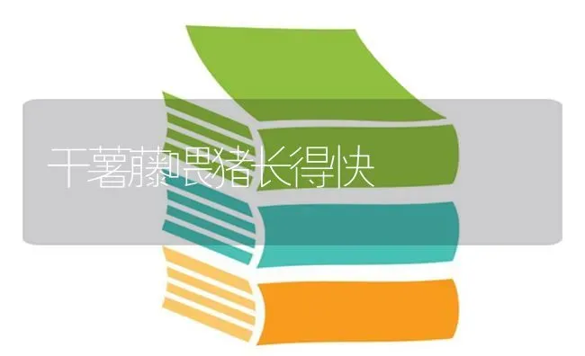 干薯藤喂猪长得快 | 家畜养殖