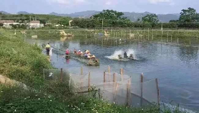 鳜鱼孵化、水花培育操作流程，关键要点都在这了