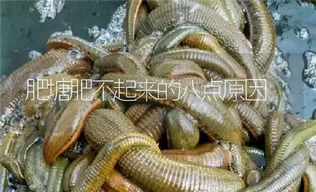 肥塘肥不起来的八点原因 | 特种养殖
