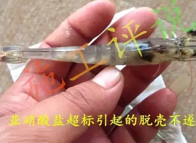 高温季节到了，再说南美白对虾护理换壳管理