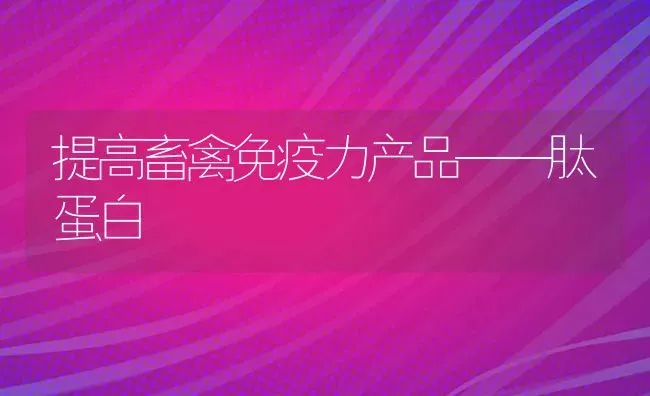 提高畜禽免疫力产品——肽蛋白 | 家禽养殖