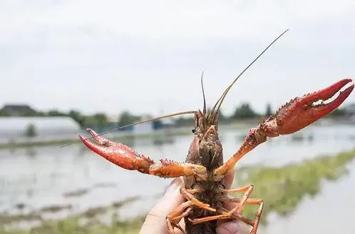 高温季节小龙虾病害防控要点