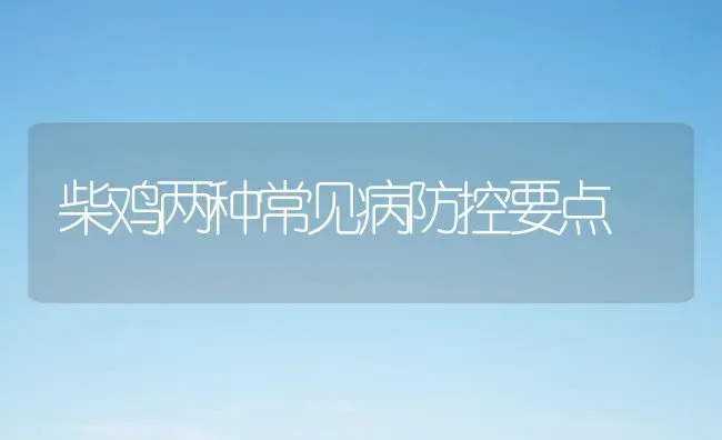 柴鸡两种常见病防控要点 | 家禽养殖