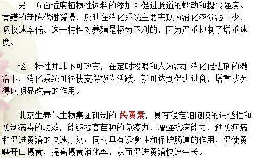 黄鳝的食性及生长介绍