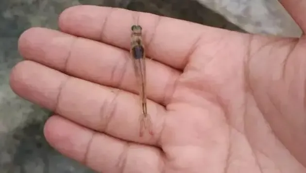 对虾减料有多种原因，应根据不同原因作出相应的对策