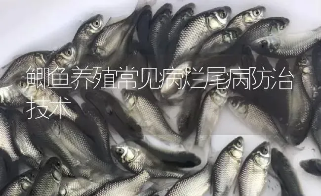 鲫鱼养殖常见病烂尾病防治技术 | 淡水养殖