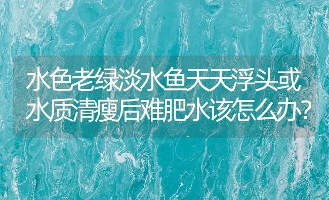 水色老绿淡水鱼天天浮头或水质清瘦后难肥水该怎么办？ | 动物养殖百科