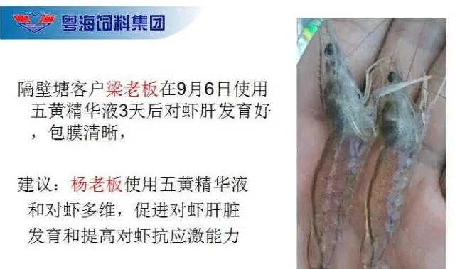 粤海五黄精华液在南美白对虾转肝期的护理案例分享