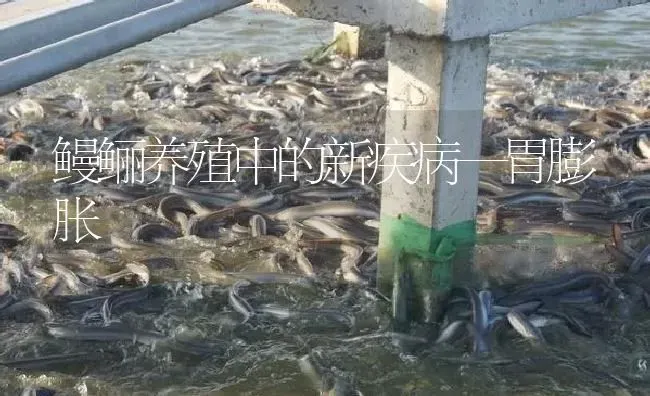 鳗鲡养殖中的新疾病—胃膨胀 | 淡水养殖