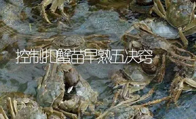 控制扣蟹苗早熟五决窍 | 淡水养殖