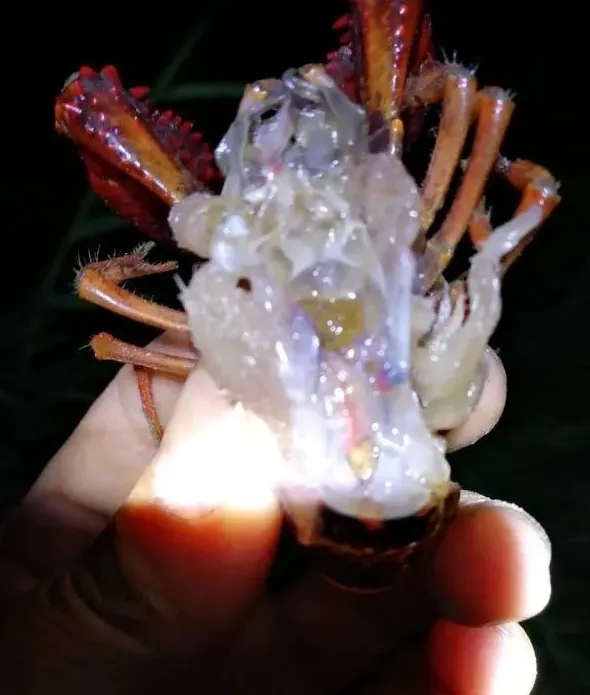 从养殖户的角度来仔细认识小龙虾