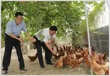 放牧蛋鸡养殖营养调控要点 | 动物养殖技术