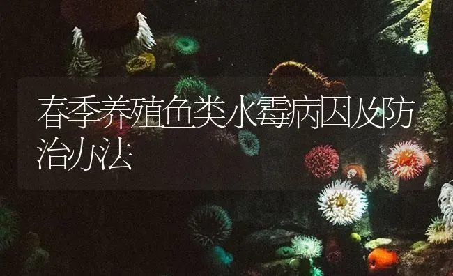 春季养殖鱼类水霉病因及防治办法 | 养殖病虫害防治