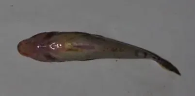 下雨降温，笋壳鱼虹彩病毒病暴发